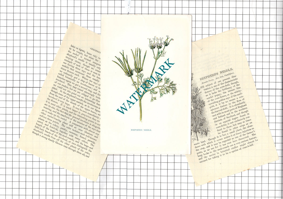 Shepherd's Needle Botannical Wild Flower Plant  - c.1900 Small Print