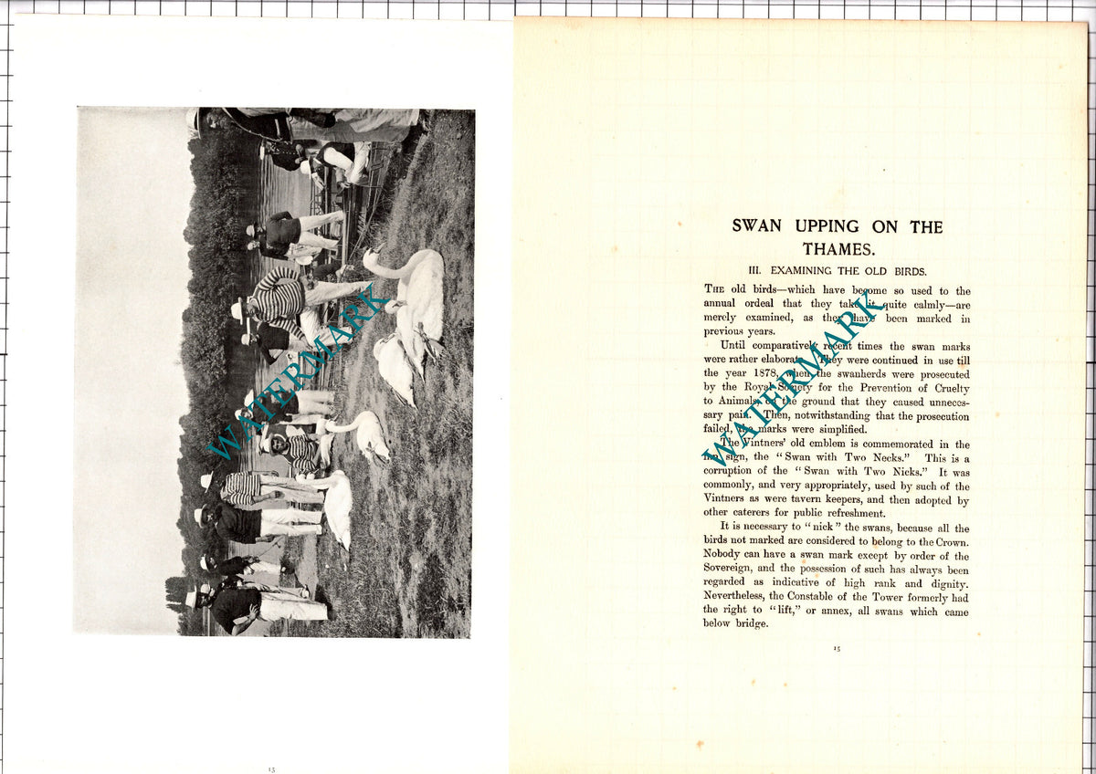 Swan Upping On The Thames Old Birds -  c.1904 Article / Print