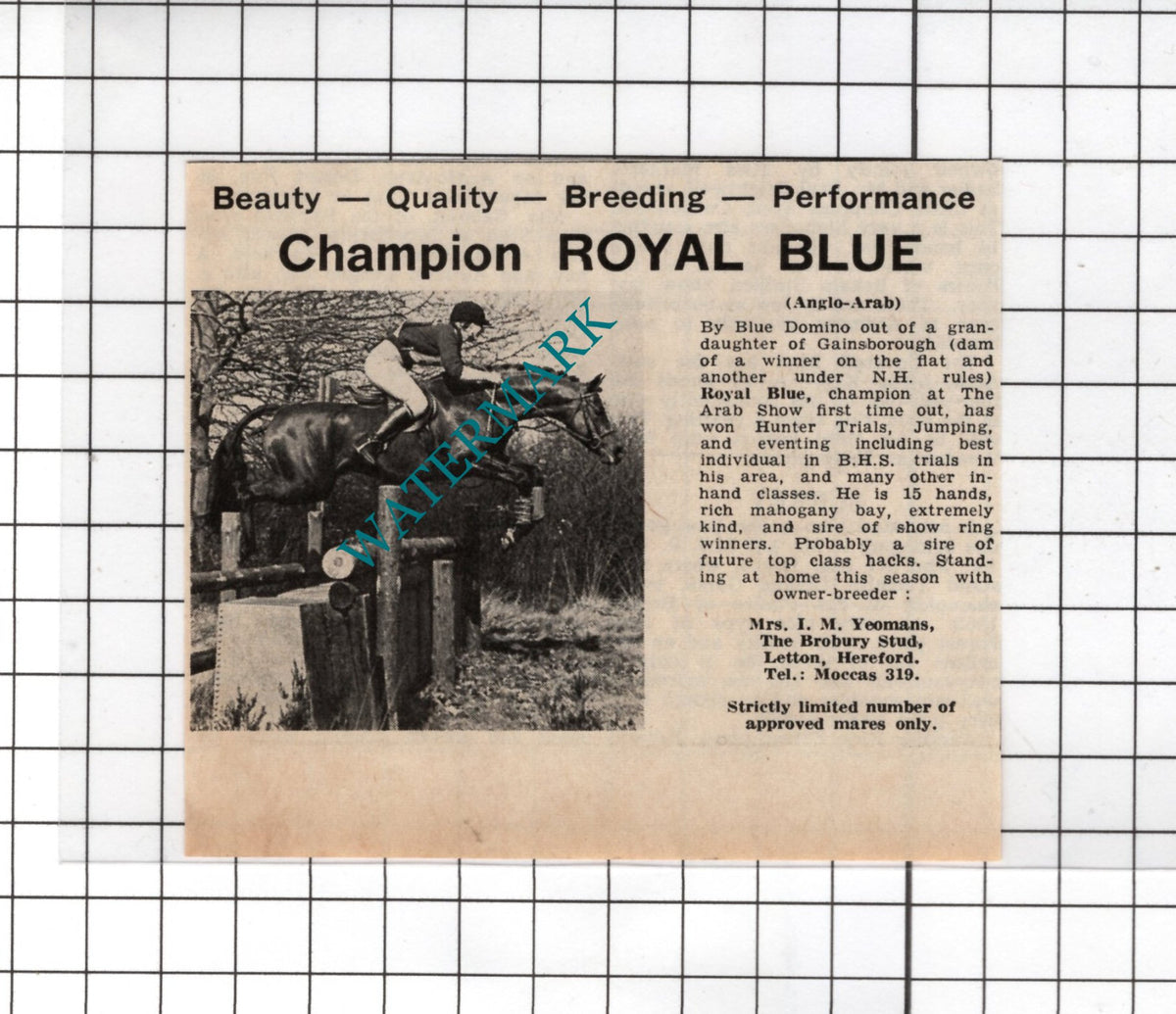 ROYAL BLUE Horse Mrs I  M Yeomans The Brobury Stud Letton - 1969 Small Advert