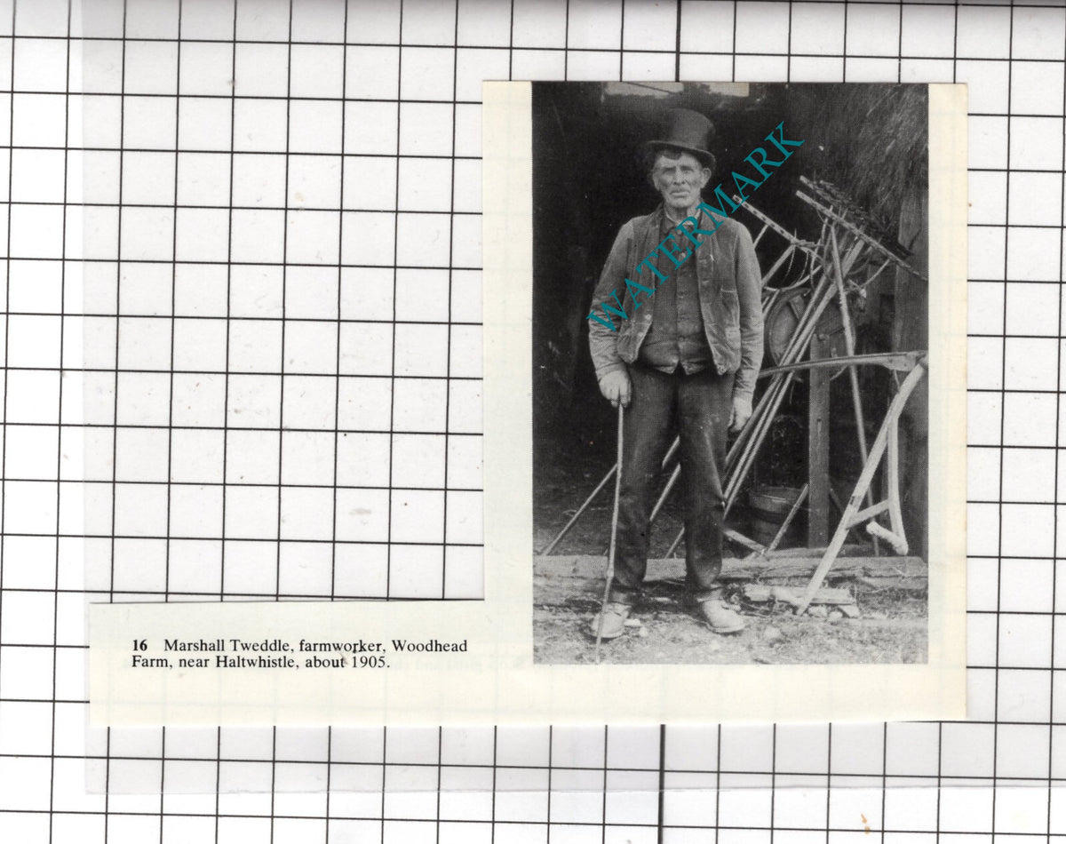 Marshall Tweddle Woodhead Farm Haltwhistle Northumberland - Small Cutting