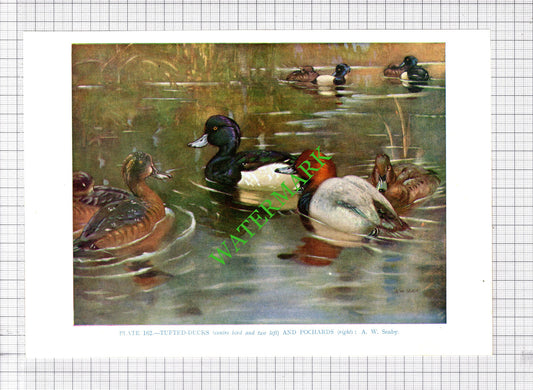 TUFTED DUCK POCHARD  A W Seaby Bird - 1960's Cutting / Print