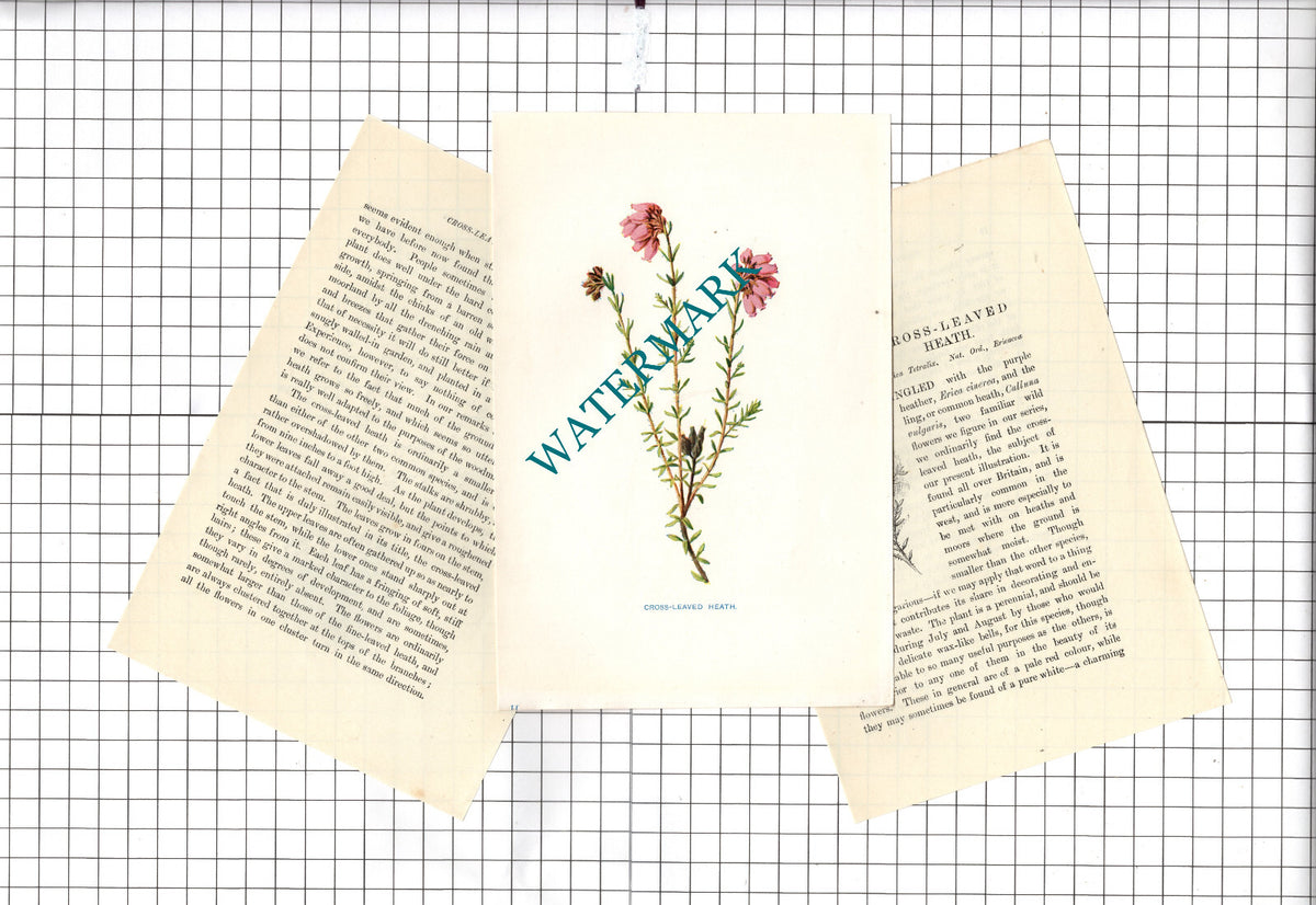 Crossed-Leaved Heath Botannical Wild Flower Plant  - c.1900 Small Print