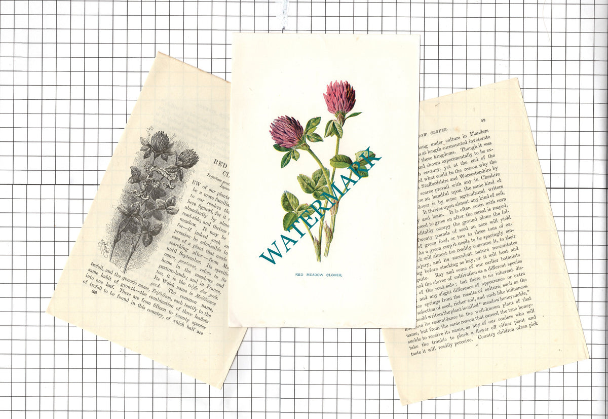 Red Meadow Clover Botannical Wild Flower Plant  - c.1900 Small Print