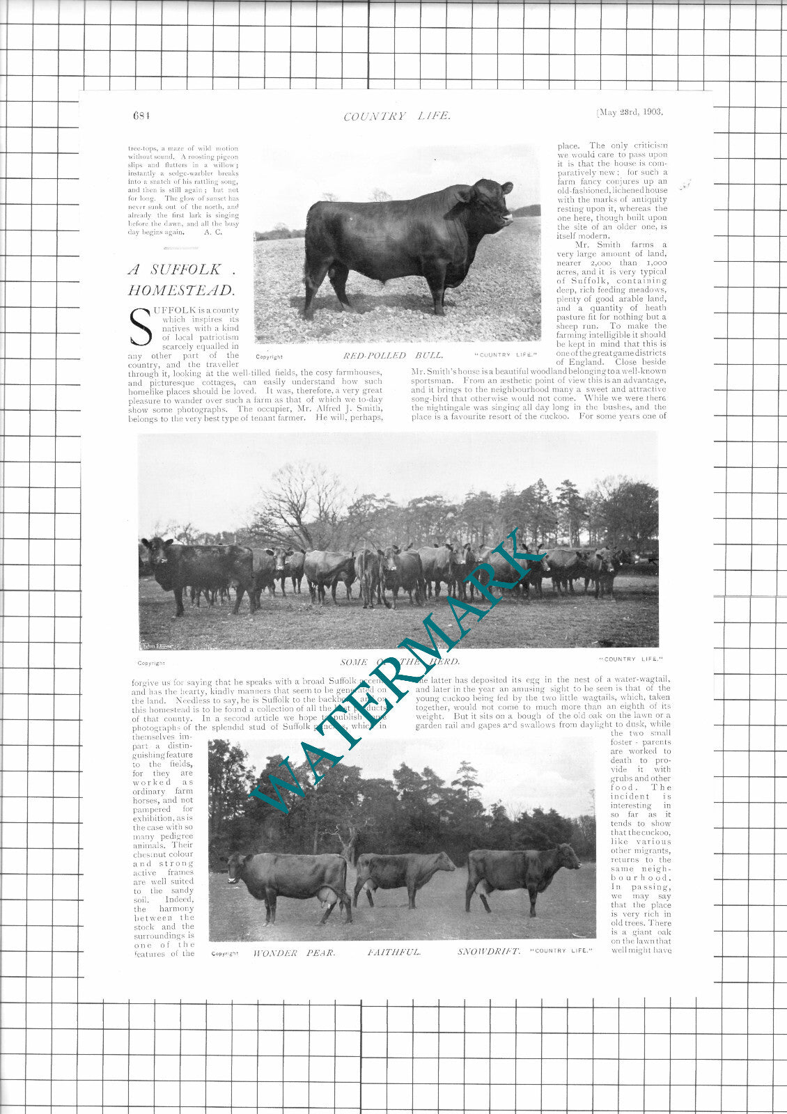 Mr Alfred J Smith Rendlesham Suffolk Red Polls Farmer   - 1903 Article / Print