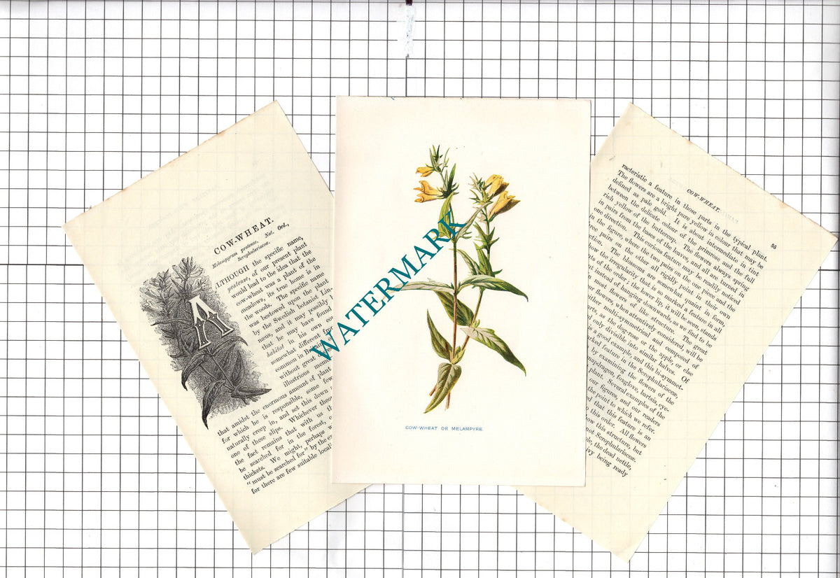 Cow-Wheat  Melampyre Botannical Wild Flower Plant Hulme - c.1900 Small Print