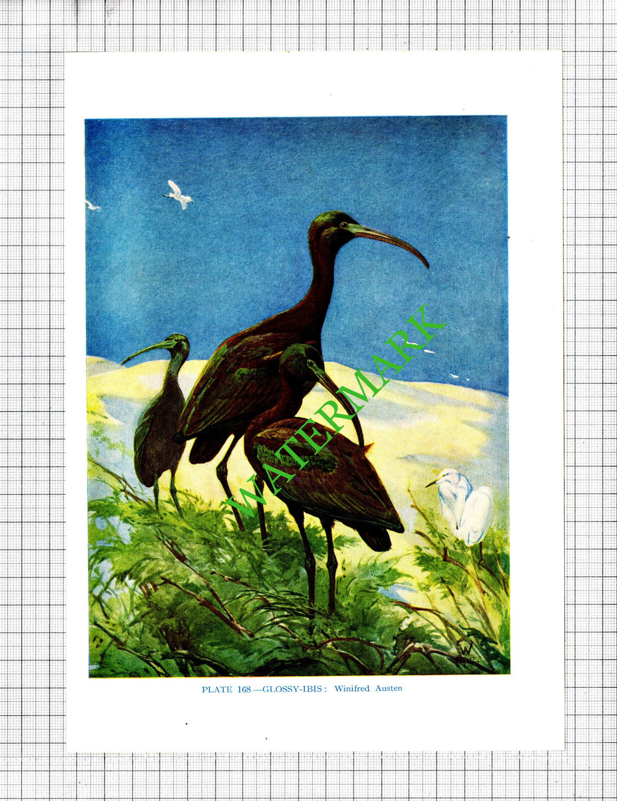 GLOSSY IBIS  Bird  Winifred Austen - 1960's Cutting / Print