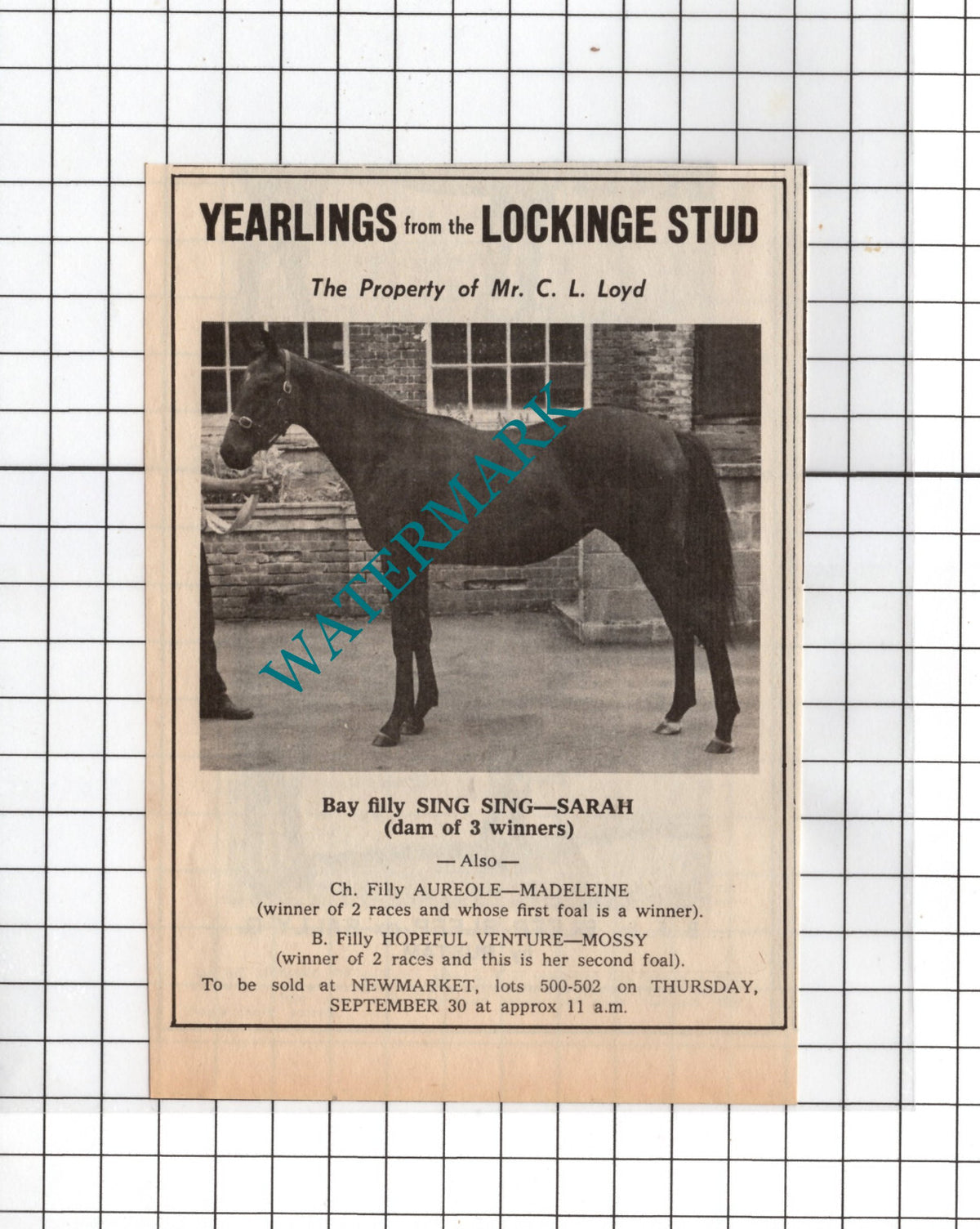Sing Sing Sarah Horse Mr C L Loyd Lockinge Stud Sale Advert -1971 Cutting
