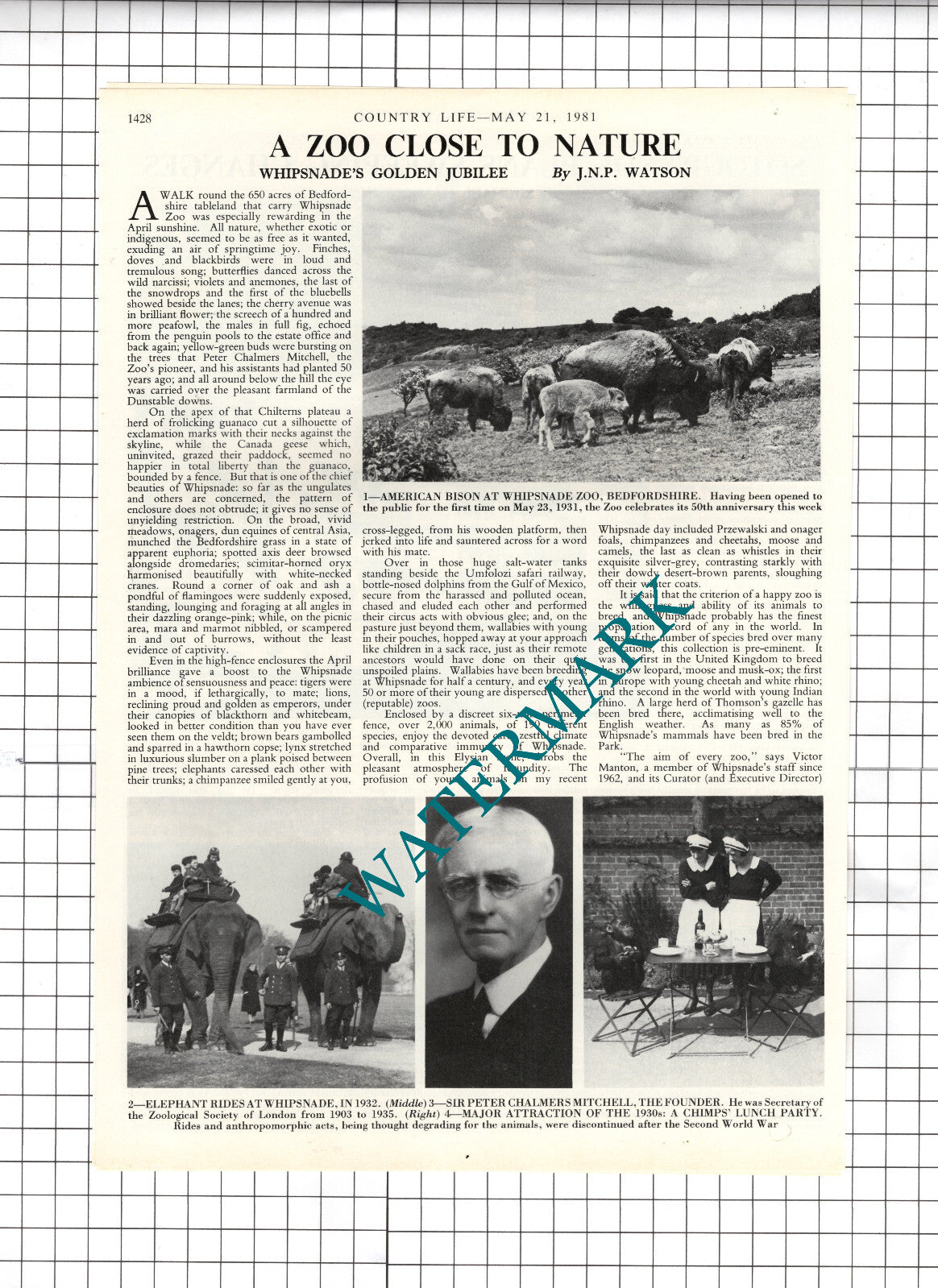 Whipsnade Zoo Golden Jubilee - 1981 Article