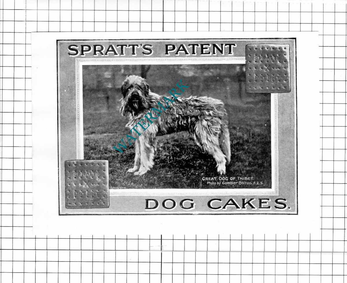 Spratt's Patent Dog Cakes ADVERT Gambier Bolton - 1897 Clipping