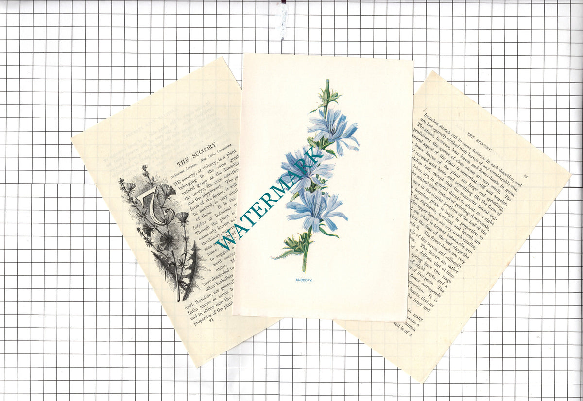 SUCCORY  Botannical Wild Flower Plant Hulme - c.1900 Small Print