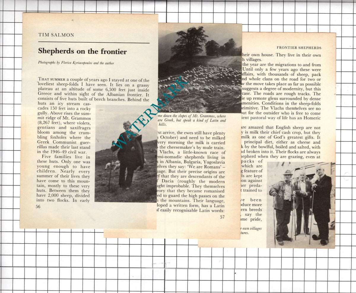 Tim Salmon Shepherd -  1984 Small Article